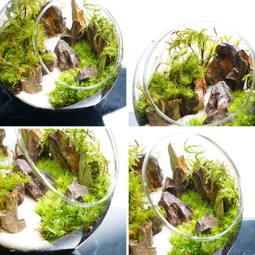 完成品】苔テラリウム 渓谷の風景 プレゼント 気孔石 観葉植物 新生活