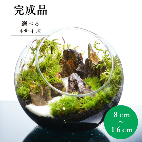 完成品】苔テラリウム 渓谷の風景 プレゼント 気孔石 観葉植物 新生活 