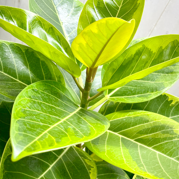 葉っぱ多フィカス  アルテシマ 鉢カバー付き 7枚目の画像