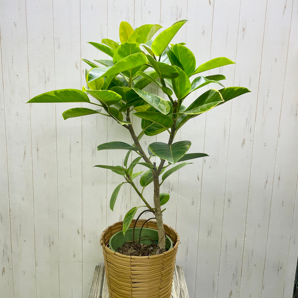 葉っぱ多フィカス  アルテシマ 鉢カバー付き 3枚目の画像