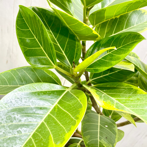 葉っぱ多フィカス  アルテシマ 鉢カバー付き 4枚目の画像