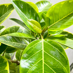 葉っぱ多フィカス  アルテシマ 鉢カバー付き 5枚目の画像