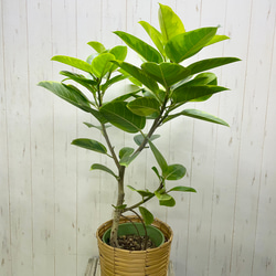 葉っぱ多フィカス  アルテシマ 鉢カバー付き 2枚目の画像