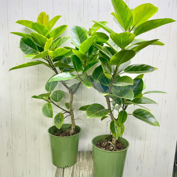 葉っぱ多フィカス  アルテシマ 鉢カバー付き 8枚目の画像