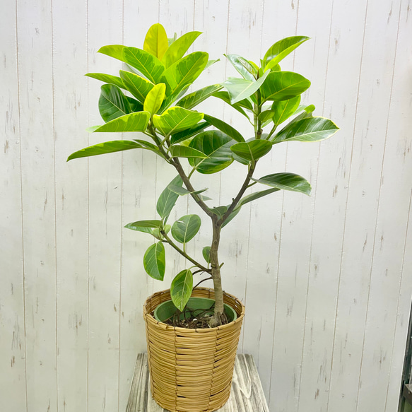 葉っぱ多フィカス  アルテシマ 鉢カバー付き 1枚目の画像