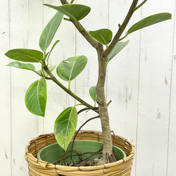 葉っぱ多フィカス  アルテシマ 鉢カバー付き 6枚目の画像