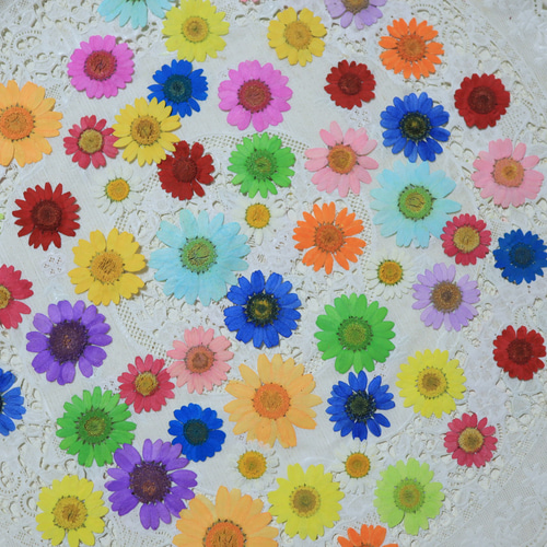 押し花カラフルノースポール30枚 その他素材 花mizuki 通販 18795727