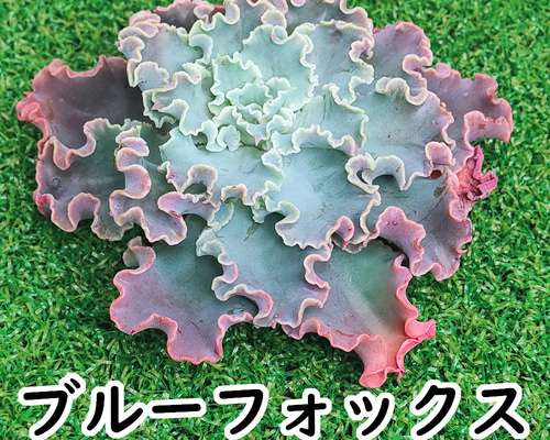 b8ab5c6ac73f07843d7beb0d8a4a5d