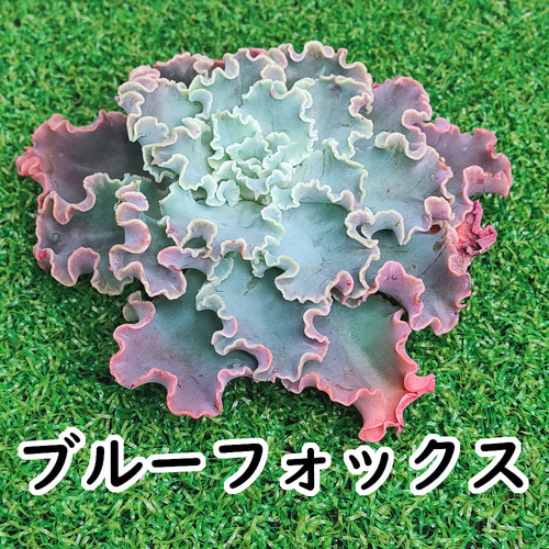 ブルーフォックス (カット苗)【エケベリア 多肉植物】 多肉植物