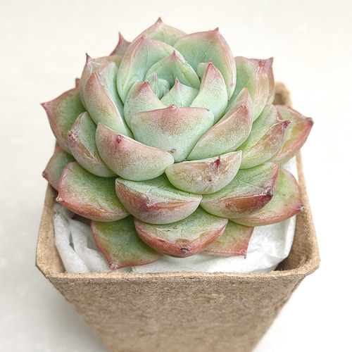 ピンククリスタルローズa 抜き苗 エケベリア 多肉植物(○多肉 ピンククリスタルローズa 抜き苗 エケベリア 多肉植物(○多肉