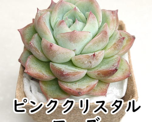 一時中止中☆　多肉植物　エケベリア　ピンククリスタル　3苗セット 2025年最新】多肉 ピンククリスタルローズの人気アイテム - メルカリ