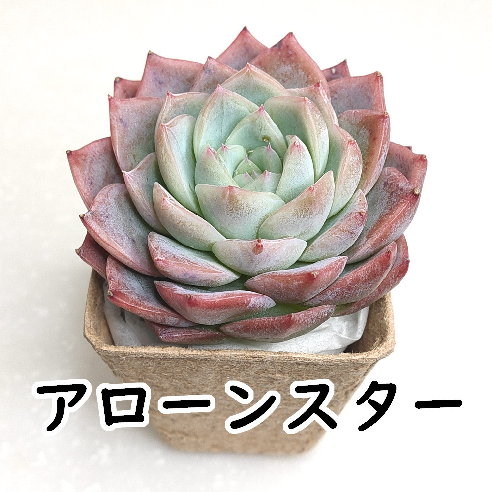 多肉植物　エケベリア　Majesta マジェスタ綴化 Succulent] How to grow Echeveria fasciata! How to cut the