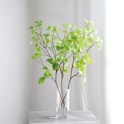 希少♡斑入り♡エバーフレッシュ♡ネムの木♡観葉植物