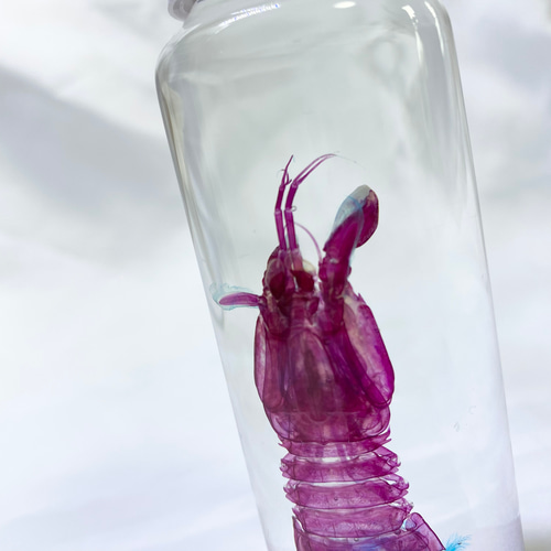 おまかせ発送】透明標本 シャコ その他置物 Magi 通販 18798207