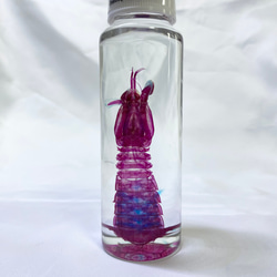 特選逸品】透明標本 アカハライモリ その他置物 Magi 通販 19336383