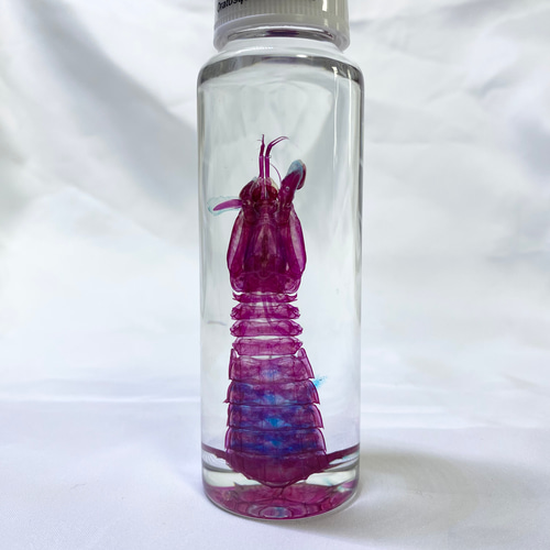 おまかせ発送】透明標本 シャコ その他置物 Magi 通販 18798207