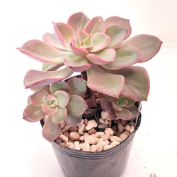 パープルクリスタル (抜き苗)【エケベリア】多肉植物 多肉植物