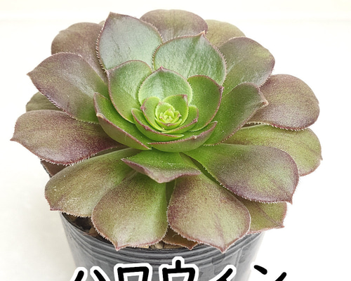 アエオニウム　☆ハロウィン☆ 554.多肉植物 アエオニウム属 ハロウィンミルク錦 子付き 特大