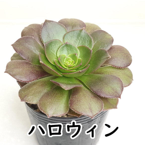 アエオニウム：ハロウィン【多肉植物】 多肉植物 エケベリアSKETCH