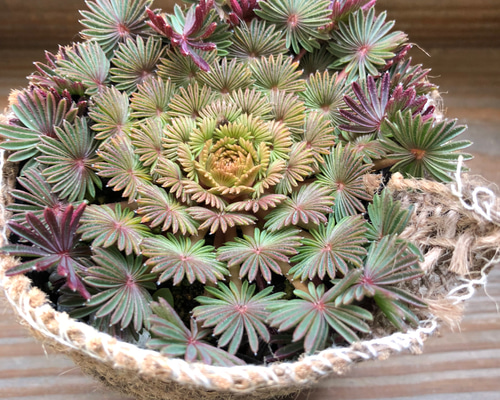 孔雀の舞♡オキザリス♡観葉植物♡多肉植物♡ アートフラワー パリ