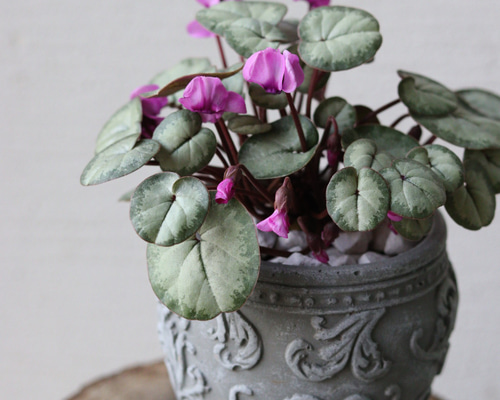 1c81a9891a3ab08b5aa422d58450ee