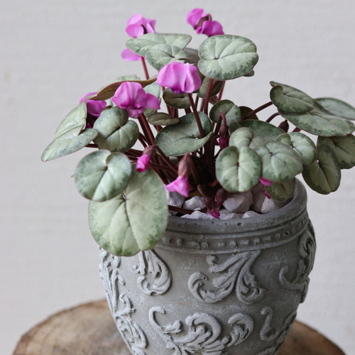 【シルバープリンス コウム 原種シクラメン】シルバーリース寄植え シルバープリンス コウム 原種シクラメン】シルバーリース寄植え