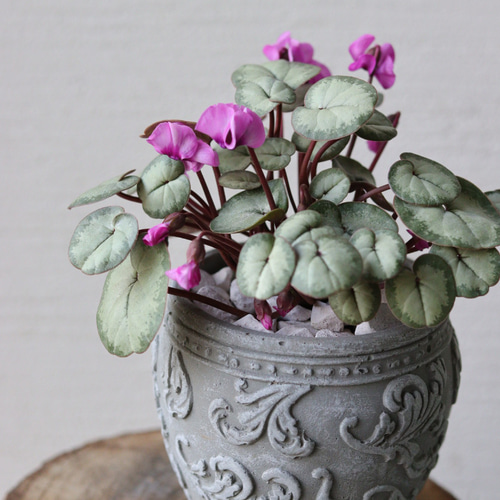 【シルバープリンス コウム 原種シクラメン】シルバーリース寄植え シルバープリンス コウム 原種シクラメン】シルバーリース寄植え