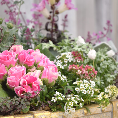 1点限り】ピンク×シルバーのふんわり豪華寄せ植え ※完成品 鉢花 寄せ