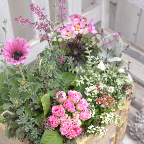 1点限り】ピンク×シルバーのふんわり豪華寄せ植え ※完成品 鉢花 寄せ