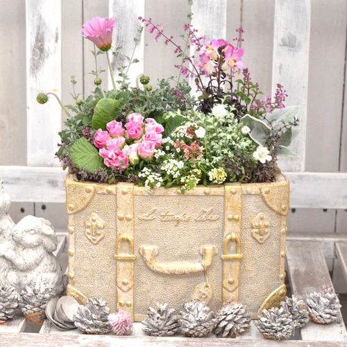 1点限り】ピンク×シルバーのふんわり豪華寄せ植え ※完成品 鉢花 寄せ