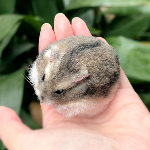 まんまるハムスターのぬいぐるみ《セミオーダー可》 ぬいぐるみ
