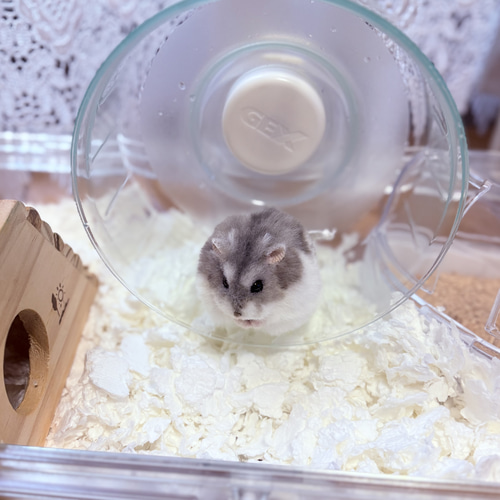 まんまるハムスターのぬいぐるみ《セミオーダー可》 ぬいぐるみ