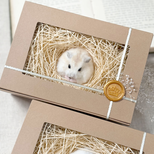 まんまるハムスターのぬいぐるみ《セミオーダー可》 ぬいぐるみ