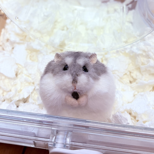 まんまるハムスターのぬいぐるみ《セミオーダー可》 ぬいぐるみ