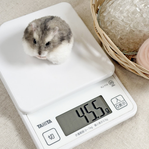 まんまるハムスターのぬいぐるみ《セミオーダー可》 ぬいぐるみ