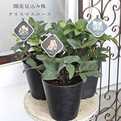 花苗 常緑樹 メラレウカ・ティーツリー トピアリー仕立て 4号ポット