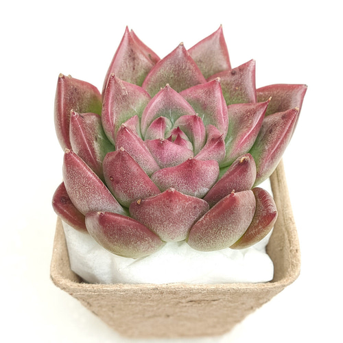 フロリディティ【エケベリア 多肉植物】 多肉植物 エケベリアSKETCH