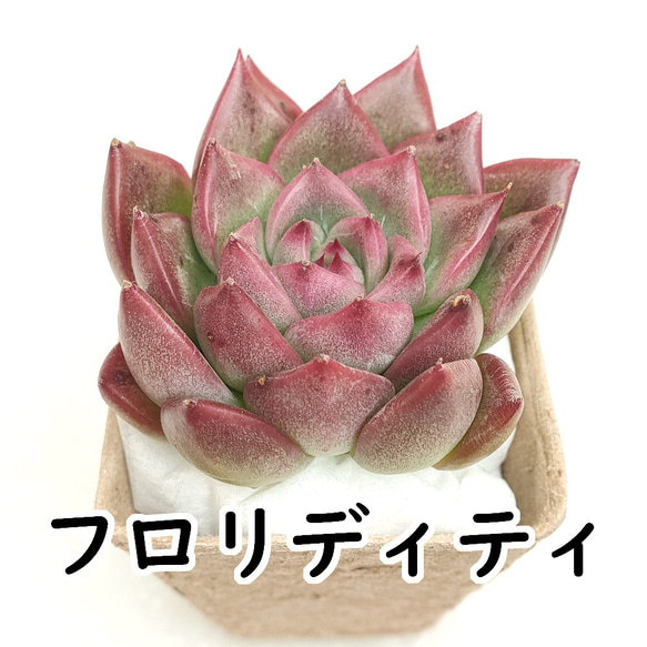 今ならほぼ即納！ 114. 多肉植物 フロリディティール 【抜き苗