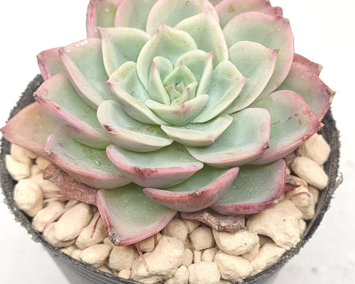 メロン【エケベリア 多肉植物】 多肉植物 エケベリアSKETCH 通販