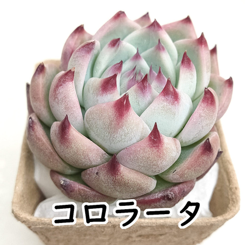高品質の激安 コロラータ【エケベリア 多肉植物】 多肉植物 エケベリアSKETCH エケベリア・セダム