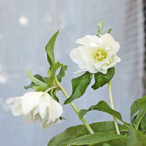 現品販売 鉢花 八重咲き クリスマスローズ ダブルエレン 開花株 5号