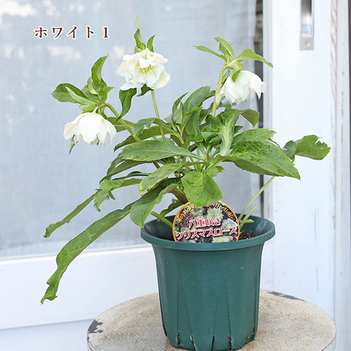 現品販売 鉢花 八重咲き クリスマスローズ ダブルエレン 開花株 現品販売 鉢花 八重咲き クリスマスローズ ダブルエレン 開花株