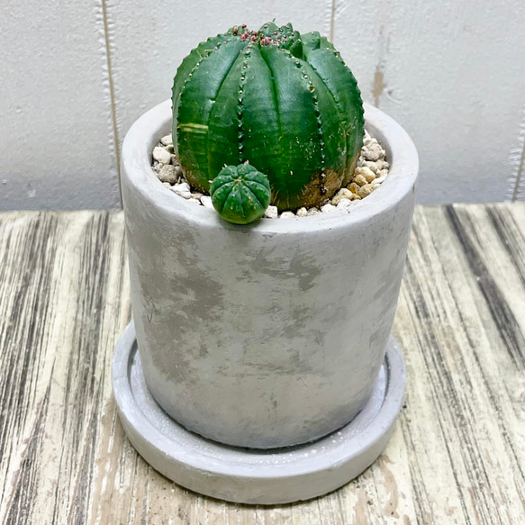 ユーフォルビア・オベサ（Euphorbia obesa） 作家鉢付き 雪だるま型 ユーフォルビア・オベサ（Euphorbia obesa） 作家鉢付き 雪だるま型