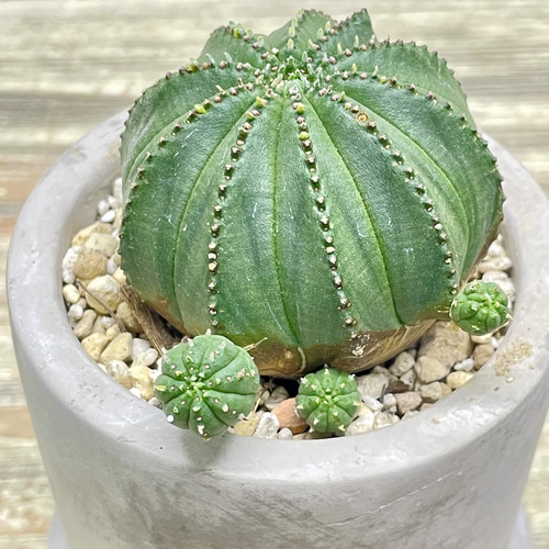 ユーフォルビア オベサ /Euphorbia Obesa アンティークセメントポット