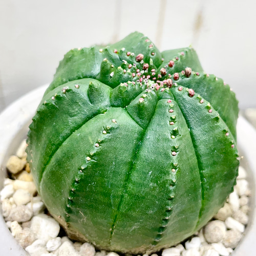 ユーフォルビア オベサ /Euphorbia Obesa アンティークセメントポット