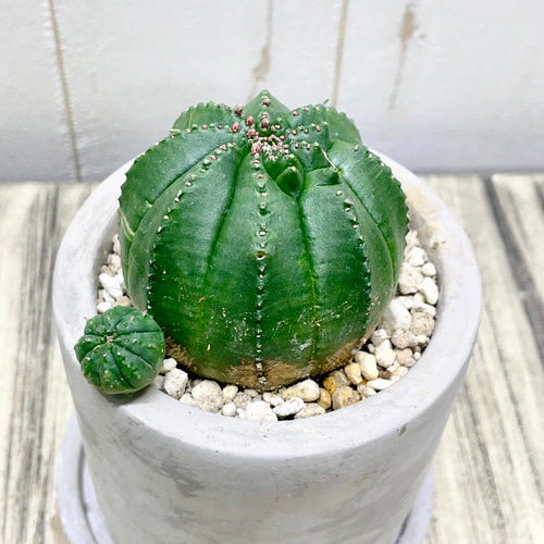 25 オベサ　鉢付 ユーフォルビア オベサ /Euphorbia Obesa アンティークセメントポット