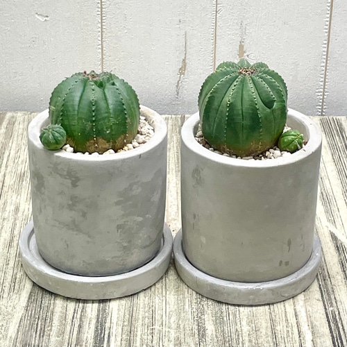 ユーフォルビア オベサ /Euphorbia Obesa アンティークセメントポット