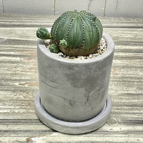 ユーフォルビア オベサ /Euphorbia Obesa アンティークセメントポット