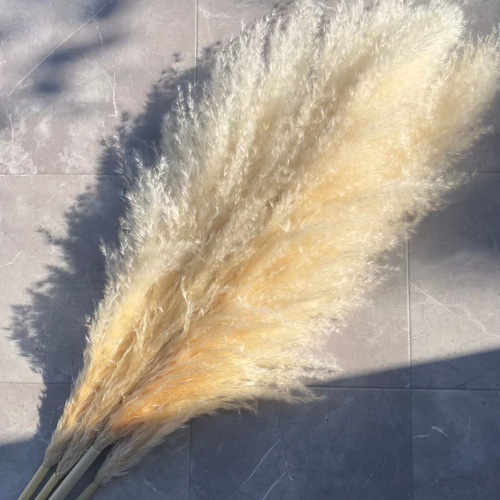 2本セット】最安値 特大 XLサイズ パンパスグラス パンパス ドライ