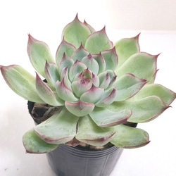 ♥️01 札落ち エケベリアsp／多肉植物 送料無料】札落ち【エケベリア 多肉植物】 多肉植物 エケベリアSKETCH